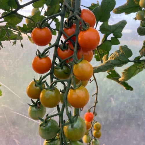 Tomato Sungold